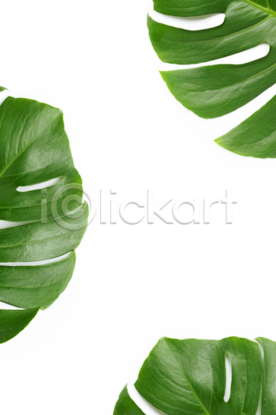 사람없음 JPG 포토 해외이미지 몬스테라 세개 실내 열대잎 흰배경