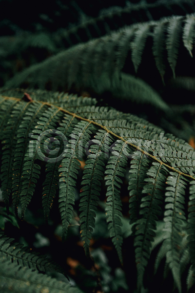 사람없음 JPG 아웃포커스 포토 해외이미지 백그라운드 양치식물 어둠 잎 자연 초록색 풀(식물)