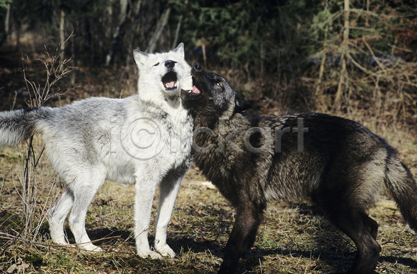 함께함 사람없음 JPG 포토 해외이미지 개 결합 놀이 늑대 야생동물 야외 자연 전신 털