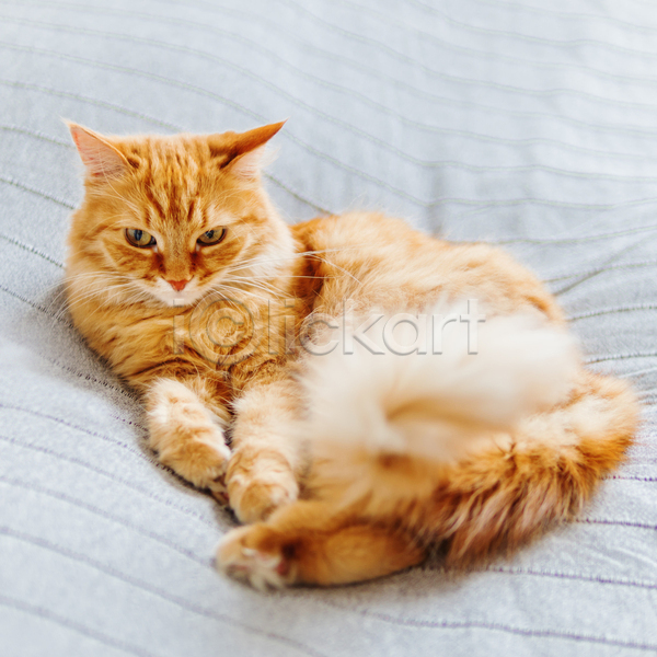 휴식 사람없음 JPG 포토 해외이미지 고양이 낮잠 반려동물 반려묘 시트 실내 이불 정사각형 침대 한마리 햇빛