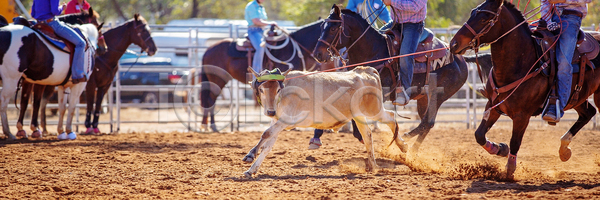 경쟁 위험 남자 사람없음 JPG 포토 해외이미지 거친 경기장 공연 달리기 동물 라이더 로데오 먼지 모션 목 목장 밧줄 서쪽 소 속도 송아지 스포츠 승차 시골 운전 이벤트 자연 잡기 카우보이 포즈 해외포토 호주 황소
