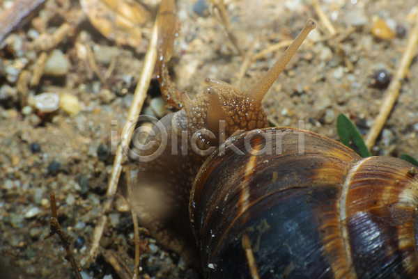 사람없음 JPG 근접촬영 포토 해외이미지 달팽이(동물) 땅 머리 야외 주간 한마리