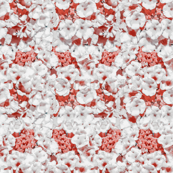 화려 희망 사람없음 JPG 포토 해외이미지 거울 결혼식 꽃 꽃무늬 디자인 디지털 모음 모자이크 미술 배열 백그라운드 벚꽃 빨간색 스타일 유행 인쇄 자연 장례 장식 조작 직물 패턴 표면 흰색