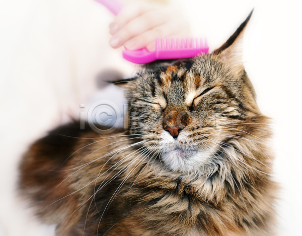 신체부위 JPG 포토 해외이미지 고양이 동물 머리빗 메인쿤 반려묘 빗질 손 한마리
