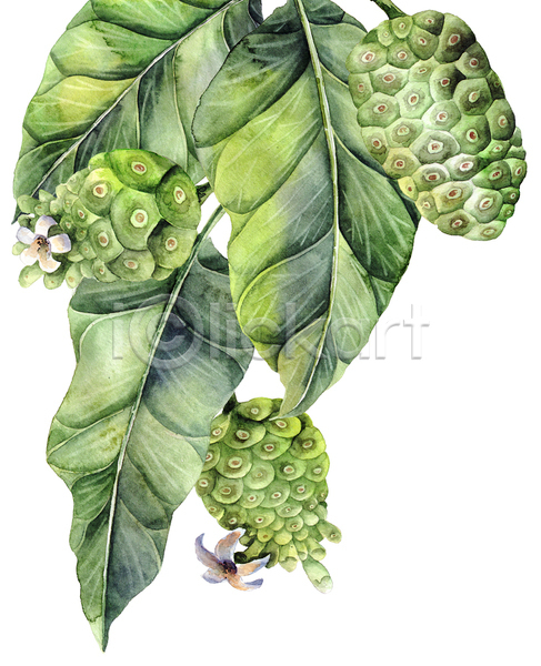 동양인 사람없음 JPG 일러스트 해외이미지 그림 번짐 붓터치 수채화(물감) 식물 씨앗 잎