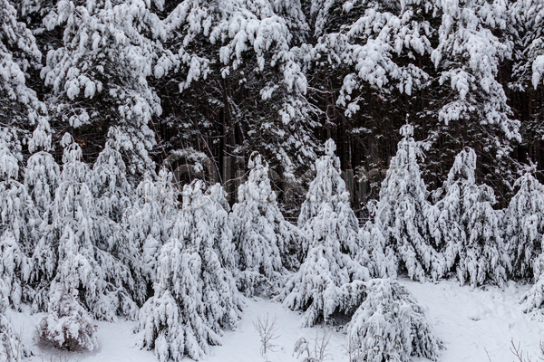추위 사람없음 JPG 포토 해외이미지 겨울 나무 날씨 내추럴 냉동 눈내림 막 몸무게 무거움 상록수 숲 야외 얼음 자연 층 침엽수 폭설 흰색