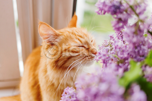 사람없음 JPG 소프트포커스 포토 해외이미지 고양이 꽃 라일락 반려동물 반려묘 실내 한마리 향기
