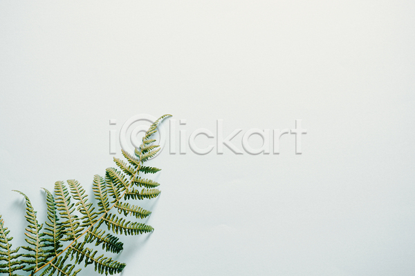 사람없음 JPG 포토 해외이미지 백그라운드 실내 양치식물 잎 초록색 카피스페이스 풀(식물) 흰색