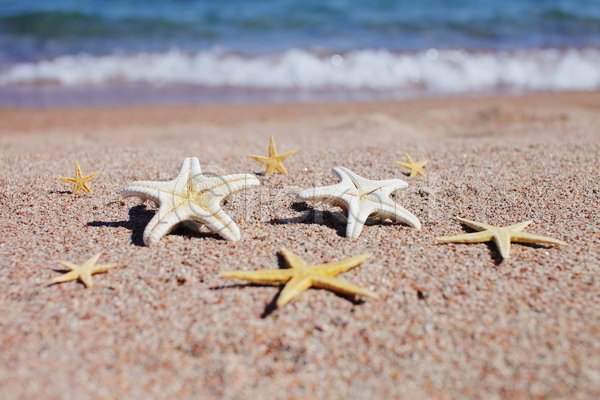사람없음 JPG 포토 해외이미지 모래 불가사리 야외 여름(계절) 주간 해변