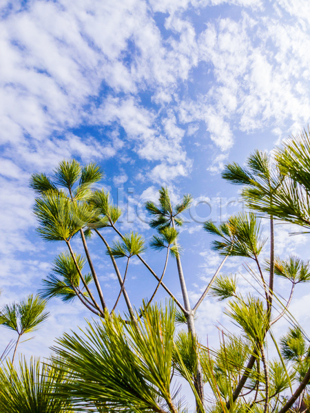 성장 사람없음 JPG 포토 해외이미지 구름(자연) 나무 나뭇가지 날씨 내추럴 묘사 봄 상록수 생물학 생태학 소나무 식물 야외 자연 정원 줄기 초록색 침엽수 파란색 하늘 환경 흰색