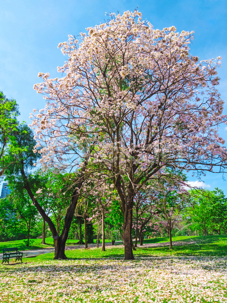 사람없음 JPG 포토 해외이미지 공원 나무 방콕 벚꽃 벤치 봄 야외 자연 주간 태국 풍경(경치) 하늘