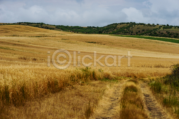 사람없음 JPG 포토 해외이미지 내추럴 노란색 농업 도로 밀 방법 밭 시골 시리얼 식물 신용카드 여름(계절) 여행 자연 조지아 지역 풍경(경치) 하늘