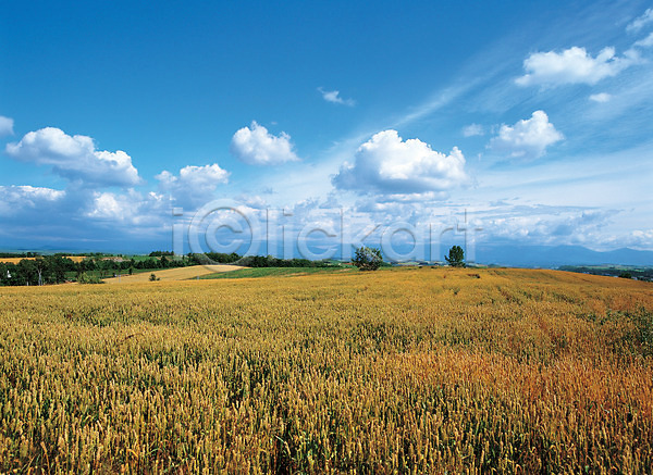사람없음 JPG 포토 가을(계절) 계절 구름(자연) 밭 배경화면 백그라운드 사계절 야외 자연 주간 초원(자연) 풍경(경치) 하늘