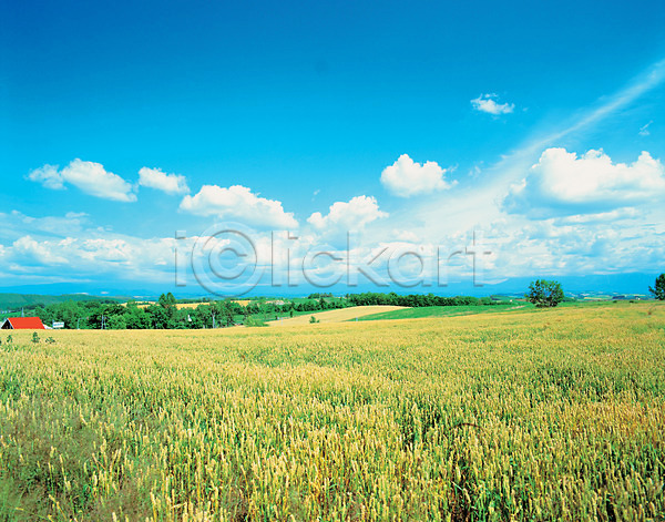 사람없음 JPG 포토 가을(계절) 계절 구름(자연) 날씨 밭 사계절 야외 자연 주간 초원(자연) 풍경(경치) 하늘