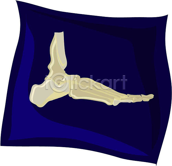 사람없음 EPS 근골격기관 발 발뼈 뼈 엑스레이 오브젝트 의료용품 장기(의학) 클립아트