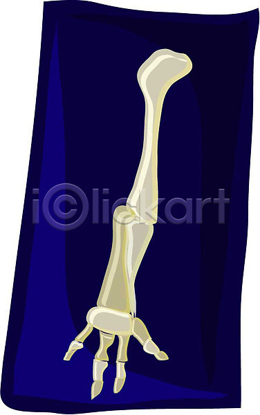 사람없음 EPS 아이콘 근골격기관 뼈 엑스레이 오브젝트 의료용품 장기(의학) 클립아트 팔 팔뼈