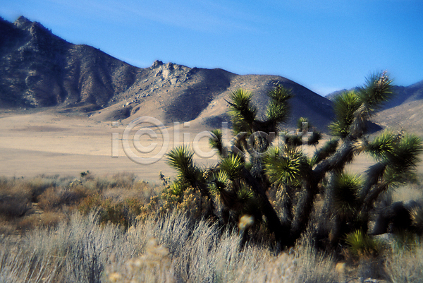 사람없음 JPG 포토 구름(자연) 나무 사막 산 숲 야외 자연 주간 초원(자연) 풍경(경치) 하늘 해외풍경