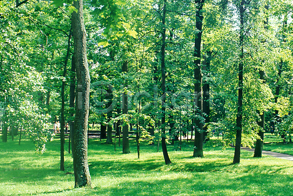 사람없음 JPG 포토 공원 나무 삼림욕 숲 야외 웰빙 자연 잔디 주간 풍경(경치)