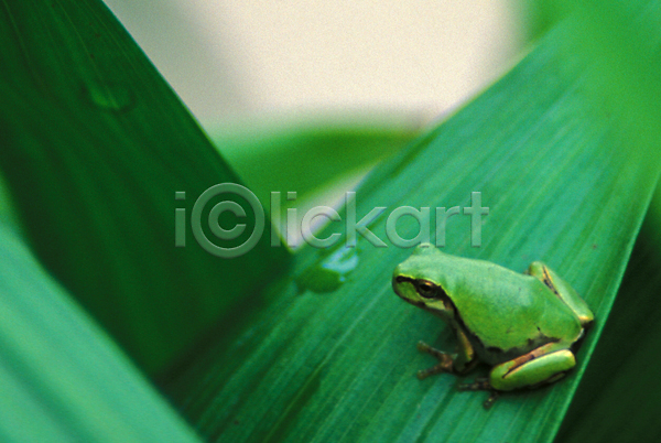 사람없음 JPG 근접촬영 포토 개구리 동물 백그라운드 야외 양서류 잎 자연 주간 척추동물 청개구리 초록색 풀(식물) 한마리