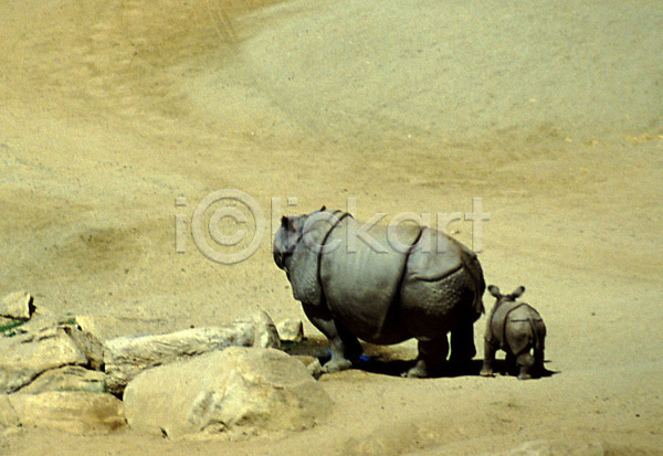 사람없음 JPG 포토 동물 두마리 야생동물 야외 육지동물 주간 척추동물 코뿔소 포유류