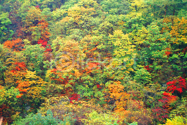 사람없음 JPG 포토 가을(계절) 계절 나무 단풍 단풍나무 사계절 산 숲 야외 자연 주간 풍경(경치)