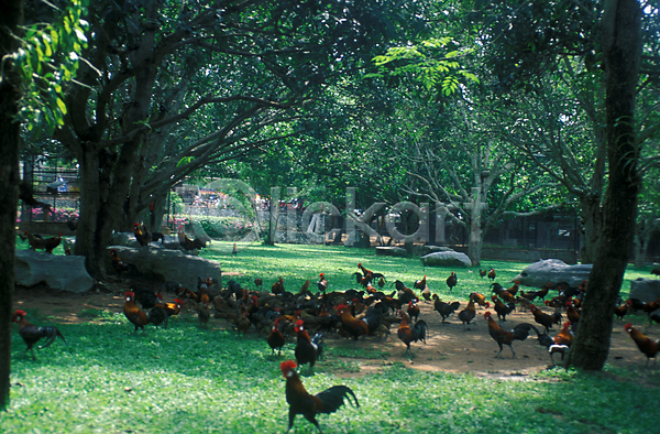 사람없음 JPG 포토 가축 나무 닭 동물 야생동물 야외 여러마리 자연 조류 주간 척추동물 초원(자연)