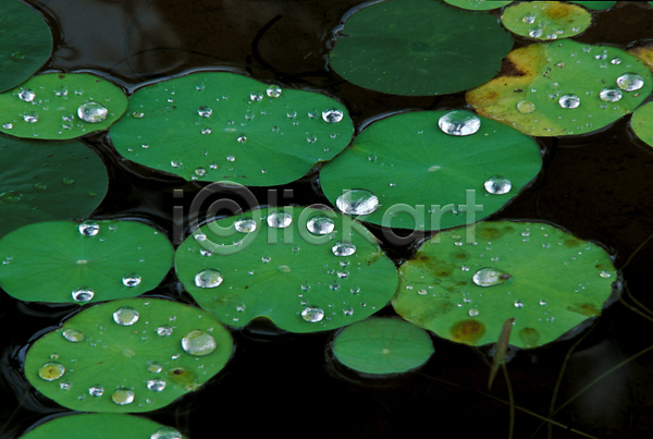 사람없음 JPG 포토 물방울 식물 야외 연못 연잎 이슬 잎 자연 주간 초록색