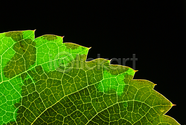 사람없음 JPG 근접촬영 포토 나뭇잎 식물 잎 잎맥 자연 초록색
