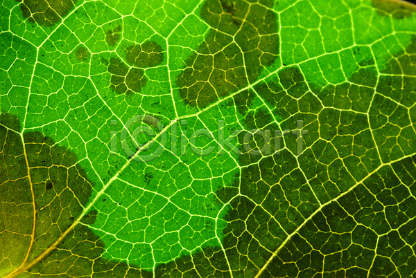 사람없음 JPG 근접촬영 포토 나뭇잎 무늬 백그라운드 식물 잎 잎맥 자연 초록색 패턴