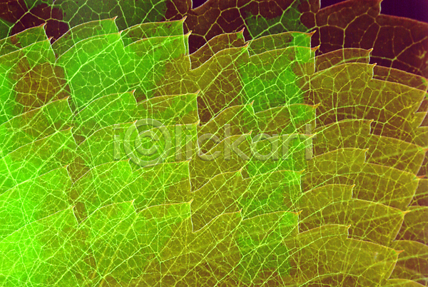 사람없음 JPG 근접촬영 포토 나뭇잎 무늬 백그라운드 식물 잎 잎맥 자연 초록색 패턴 합성