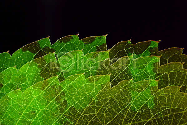 사람없음 JPG 근접촬영 포토 나뭇잎 무늬 백그라운드 식물 잎 잎맥 자연 초록색 패턴 합성