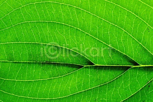 사람없음 JPG 근접촬영 포토 나뭇잎 백그라운드 식물 잎 잎맥 자연 초록색 한개