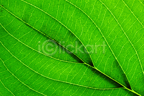 사람없음 JPG 근접촬영 포토 나뭇잎 식물 잎 잎맥 자연 초록색 한개