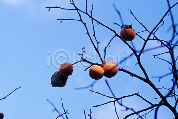 사람없음 JPG 포토 가을(계절) 감 감나무 계절 과일 나무 사계절 식물 야외 열매 자연 주간