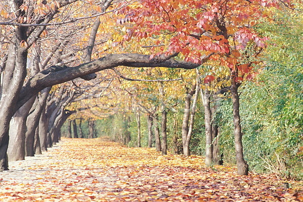 사람없음 JPG 포토 가로수 가을(계절) 계절 길 나무 나뭇잎 낙엽 단풍 단풍나무 사계절 산책로 야외 자연 주간 풍경(경치)