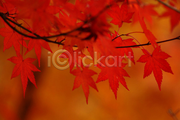 사람없음 JPG 근접촬영 포토 가을(계절) 계절 나무 나뭇잎 단풍 단풍나무 사계절 식물 야외 자연 주간