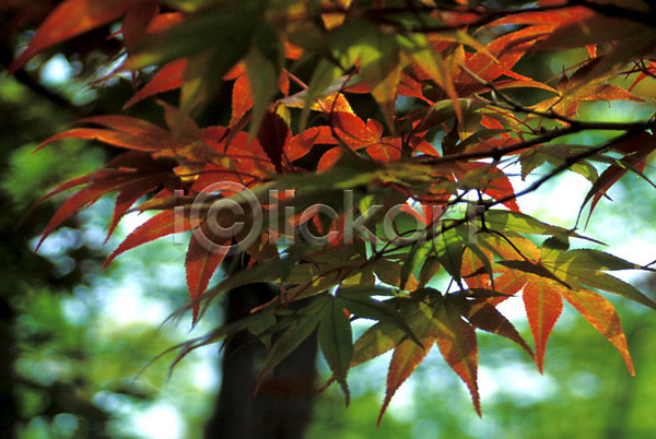 사람없음 JPG 포토 가을(계절) 계절 나무 나뭇잎 단풍 단풍나무 사계절 식물 야외 잎 자연 주간