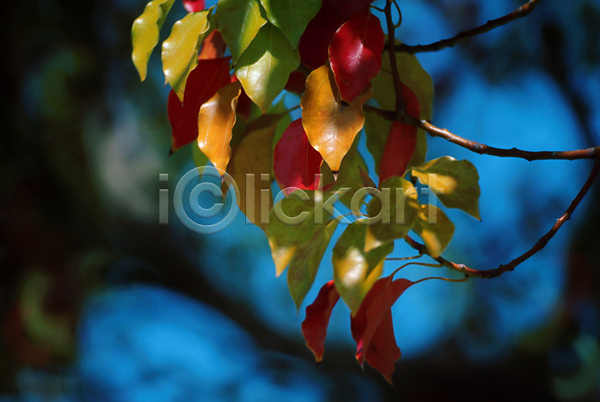 사람없음 JPG 포토 가을(계절) 계절 나뭇잎 낙엽 백그라운드 사계절 식물 잎 자연