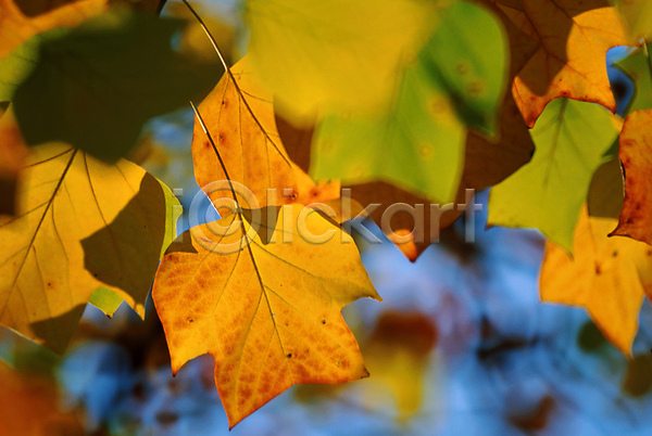 사람없음 JPG 포토 가을(계절) 계절 나뭇잎 백그라운드 사계절 식물 잎 자연
