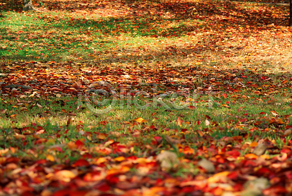 사람없음 JPG 포토 가을(계절) 계절 나뭇잎 낙엽 백그라운드 사계절 식물 잎 자연