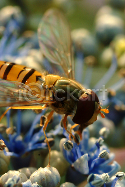 사람없음 JPG 근접촬영 포토 곤충 꽃 꿀벌 동물 벌(곤충) 일벌 절지류