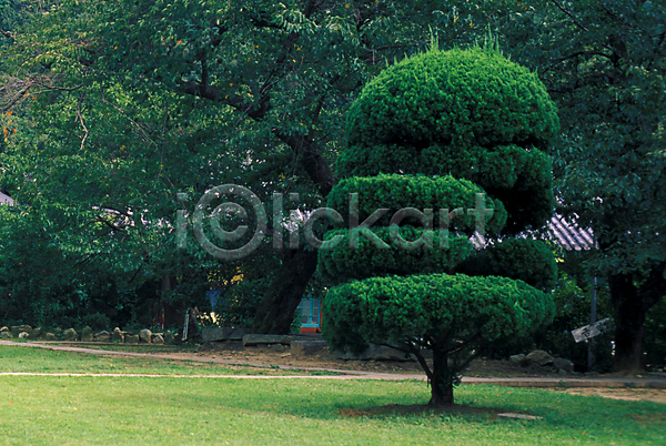 사람없음 JPG 포토 공원 나무 도시 자연 정원 풍경(경치) 향나무