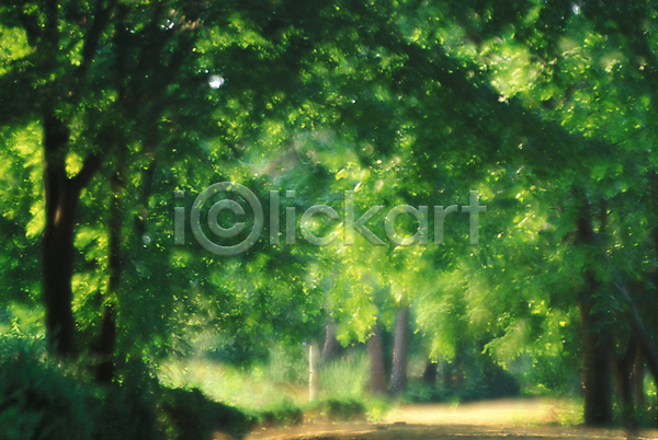 사람없음 JPG 포토 길 나무 블러 삼림욕 숲 여름(계절) 자연 풍경(경치)