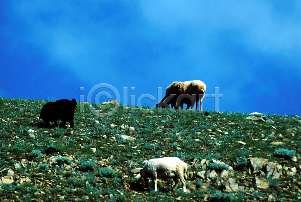 사람없음 JPG 포토 가축 동물 몽골 아시아 야외 양 언덕 염소 외국문화 육지동물 자연 주간 척추동물 초원(자연) 포유류 풍경(경치) 하늘 해외풍경