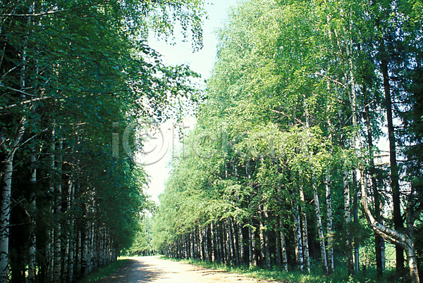 사람없음 JPG 포토 가로수 길 나무 러시아 산책로 숲 식물 야외 외국문화 유럽 자연 주간 풍경(경치) 해외풍경