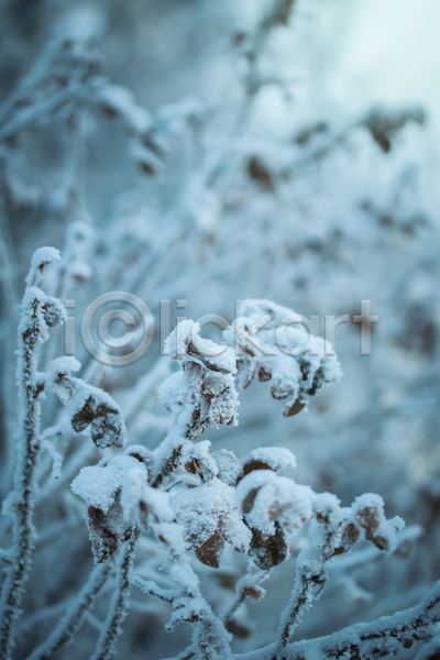 건조 추위 사람없음 JPG 포토 해외이미지 12월 1월 2월 겨울 계절 나뭇가지 내추럴 눈내림 눈송이 백그라운드 백발 서리 시베리아 식물 야외 얼음 자연 질감 흰색