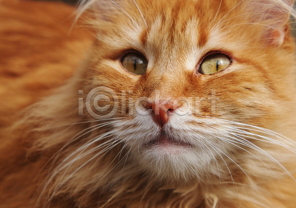 귀여움 사람없음 JPG 근접촬영 포토 해외이미지 갈색 고양이 반려동물 반려묘 한마리