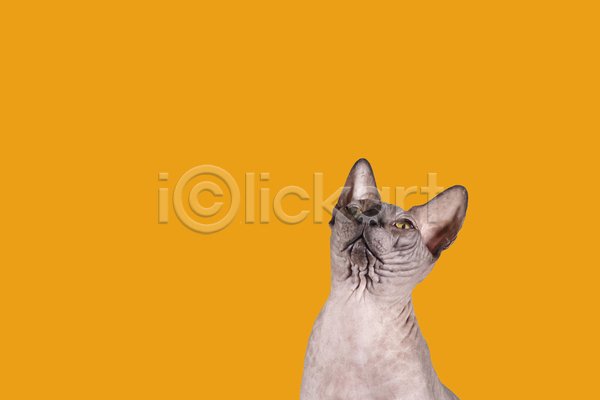 귀여움 사람없음 JPG 포토 해외이미지 고양이 반려동물 반려묘 스핑크스고양이 실내 올려보기 주황색배경 한마리