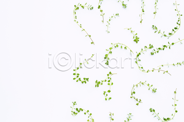 신선 사람없음 JPG 포토 해외이미지 백그라운드 오브젝트 유기농 카피스페이스 풀(식물) 향신료 흰배경