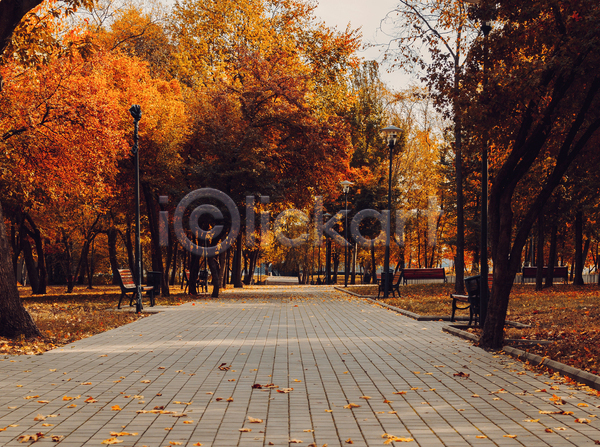 사람없음 JPG 포토 해외이미지 가을(계절) 공원 길 나무 네덜란드 숲 야외 유럽 주간 풍경(경치)